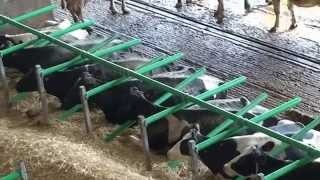 A day in a dairy cows life with cowwelfare [upl. by Faria8]