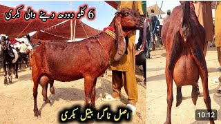 Bakra Mandi mein bahut khubsurat bacchon wali bakriyan a plus quality 03136805101 zafar Bakra TV [upl. by Tyson]