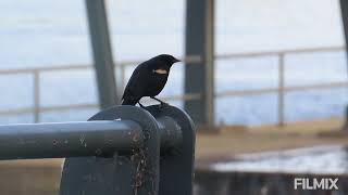 Red winged blackbird Canada [upl. by Parish644]