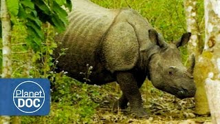 Indian Rhinoceros Full Documentary  On The Tracks Of The Unicorn  Planet Doc Full Documentaries [upl. by Malda]