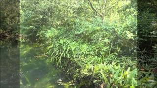 Cryptocoryne ciliata in Thailand 【DIscoveryPlanet】 [upl. by Maude]