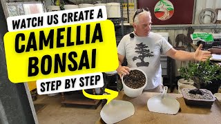 Camellia Bonsai Potting step by step [upl. by Uhthna]