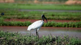 Black headed ibis [upl. by Nnad]