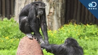 We Finally Know Why Chimpanzees Cooperate With Each Other [upl. by Petey]