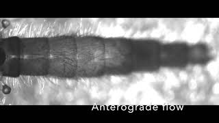 The Insect Circulatory System Structure Function and Evolution Video 1 [upl. by Aspia]