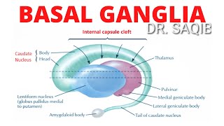 Basal Ganglia  Structure and Function  Neuroanatomy [upl. by Nicola]