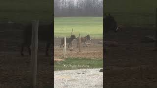 Melvin and Bam Bam playtime shorts shortvideo onehappyassfarm donkeys farm winter cold [upl. by Watts]