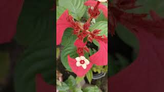 Red Mussaenda plant shortsfeed shortvideos viralvideos youtubeshorts viralvideo viral [upl. by Nibor]