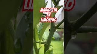 MARIQUITA EN LIMONERO [upl. by Enileve]