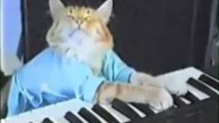 JUST DISCOVERED  Keyboard Cats RARE Alternate Take [upl. by Jannel769]