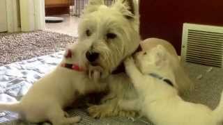 Westie Puppies Playing with Their Dad [upl. by Wernsman]