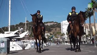 TodoCaballo  La Unidad de Caballería de la Policía Local de Málaga [upl. by Meli595]