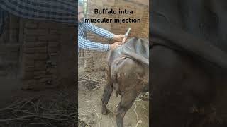 Buffalo me intra muscular injection lagana buffalo cow veterinary shorts bovine exoticvet [upl. by Basso]