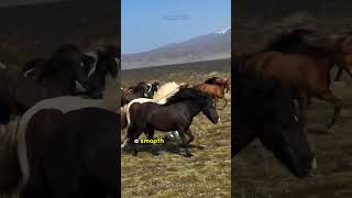 Discover the Icelandic Horse  Natures Masterpiece of Agility and Endurance [upl. by Rambort]