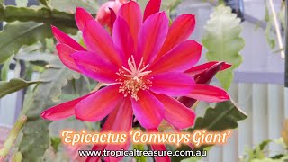 Epicactus ‘Conways Giant’ [upl. by Yt672]