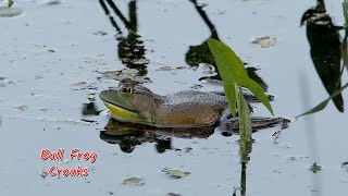 Bull Frog Croaking Petrie Island [upl. by Blondell328]