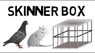 Das Skinner Box Experiment leicht erklärt [upl. by Adihaj]