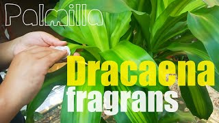 Dracaena fragrans leaves cleaning has been done [upl. by Ahseneuq]