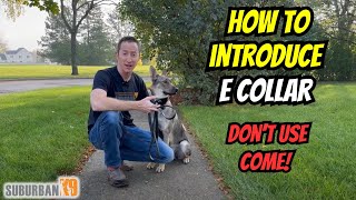 E Collar Training For Beginners Acclimation to Stim [upl. by Eugenle]