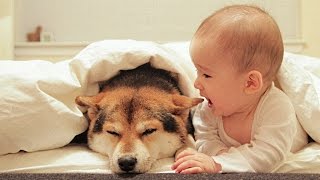 Dog Loves Baby When the First Time They Met Compilation NEW [upl. by Lennej806]