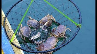 MUD CRAB CATCHING AT BRACKISH WATER LAKE [upl. by Tuppeny]