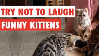 99 Lose this TRY NOT TO LAUGH Challenge  Funny Kittens Video [upl. by Kerwinn]