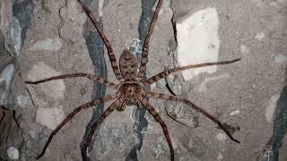 GIANT HUNTSMAN SPIDERHETEROPODA MAXIMA [upl. by Calley]