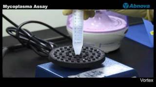 Mycoplasma Assay [upl. by Ediva]