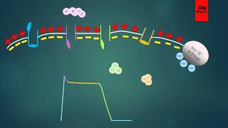 Mechanism of Action of Antiarrhythmic Drugs [upl. by Tiana]