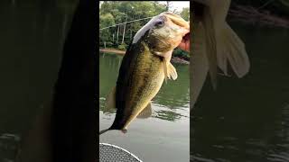 Big Fish on the Stealth ChatterbaitGeeCrack Combo bassfishing largemouth chatterbait [upl. by Amari]