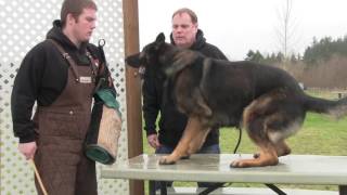 The Dog Official Trailer 2014 HD [upl. by Caria]