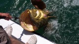 Huge Grouper Caught by Cape Coral Man [upl. by Nosinned344]