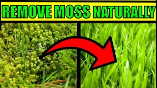 How To Get Rid of Moss In a Lawn Naturally amp Fast  HOME REMEDIES [upl. by Nywnorb41]