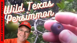 The Wild Texas Persimmon [upl. by Labors]