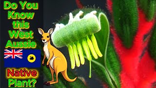 Kangaroo Paw from Seed to 1st Flowering [upl. by Plume638]