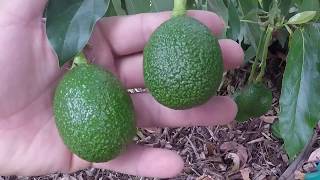 Showing several varieties of avocado and tips on pruning avocado trees [upl. by Scriven]