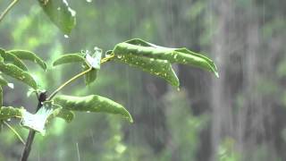 8h  Orage sans tonnerre  Bruit de la pluie pour se détendre et dormir [upl. by Eleynad883]