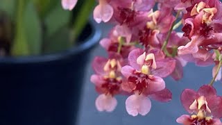 2428 香水文心蘭為什麼會這樣 the problem of oncidium twinkle bloom [upl. by Teirtza]