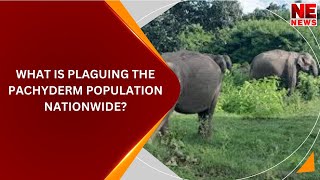 WHAT IS PLAGUING THE PACHYDERM POPULATION NATIONWIDE [upl. by Plante888]