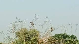 how to Red whiskered bulbul singing different songs [upl. by Elesig]