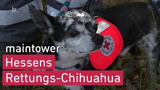 Kleiner Hund als Lebensretter Chihuahua ist Star der Rettungshundestaffel  maintower [upl. by Sophia]