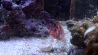 Red Banded HawkFish Cirrhitops fasciatus [upl. by Narhem]