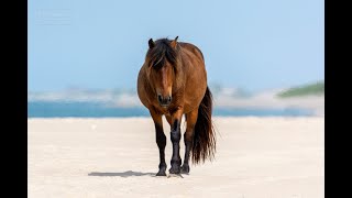 360Degree  Up Close with Sable Islands Wild Horses [upl. by Namaan671]