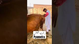 Pyometra  Metritis  رحم کا انفیکشن foryou cow vet cowdisease cowillness [upl. by Marmaduke]