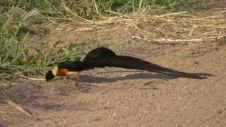 SOUTH AFRICA paradise whydah Kruger national park hdvideo [upl. by Akimrej]