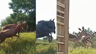 BLESBOK BLUE WILDEBEEST IMPALA OFFLOAD [upl. by Rialb]