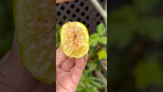 Honey Fig Oozing Nectar fig fruittrees gardeningtips figs [upl. by Semajwerdna]