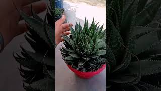 Aloe aristata 🫰🥰garden aloevera gardenlife please subscribe this channel 🙏🥰video [upl. by Nylirehc210]