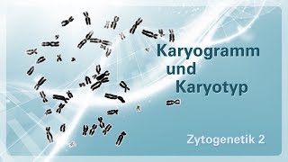 Zytogenetik 02 – Karyogramm und Karyotyp [upl. by Geibel]