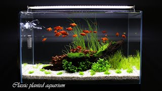 CLASSIC PLANTED AQUARIUM  Step By Step  Aquascaping [upl. by Behka]